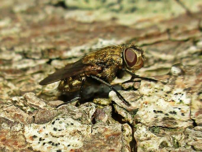 Small flying bugs in house