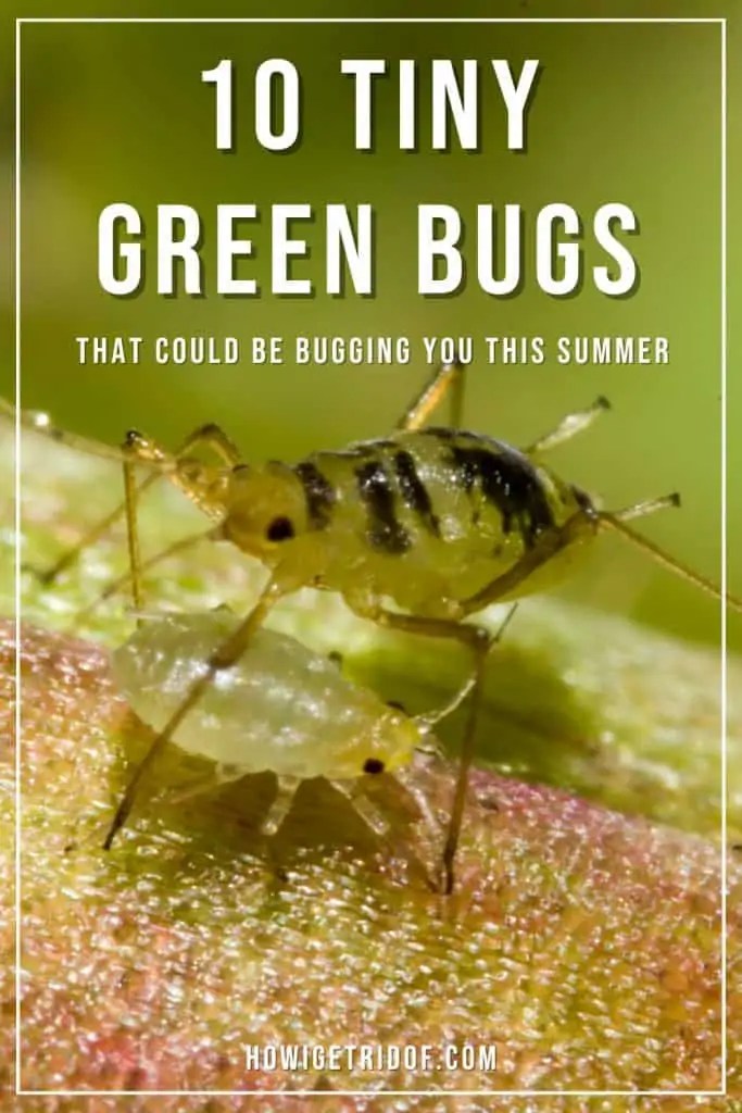 10 tiny green bugs that could be bugging you this summer