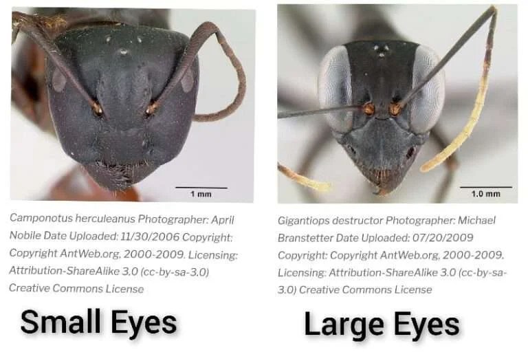 How do ants see the world? ants vision explained 2022