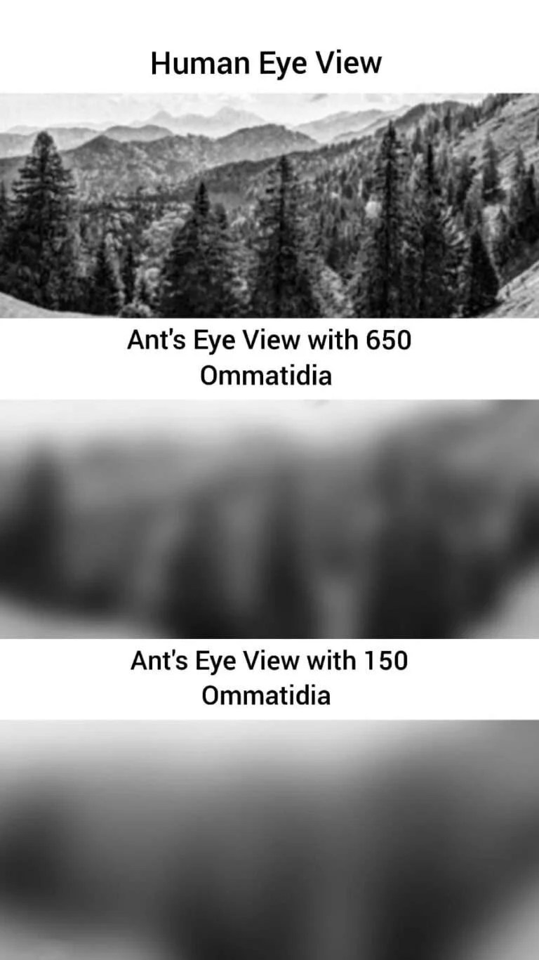 How do ants see the world? ants vision explained (updated)