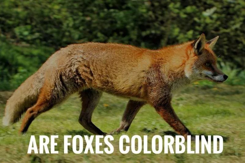 Are foxes colorblind & how do they see the world? all about fox vision