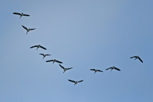 geese formation flying flock goose flight birds together canadian why bird fly commons animal wikimedia canada shape teamwork leader way