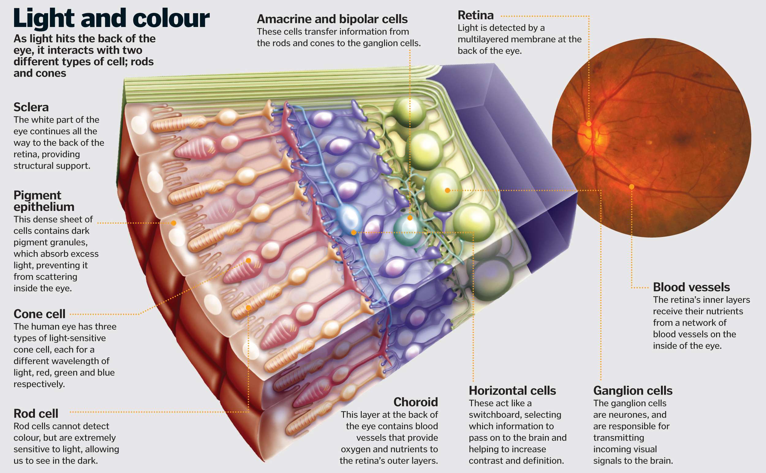 Vision changes that happen suddenly may be signs of something more serious and should be eval. Science Of Vision How Do Our Eyes Enable Us To See How It Works