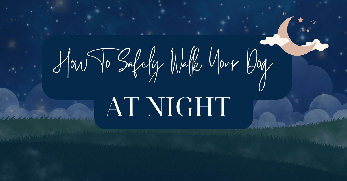 How to Safely Walk Your Dog At Night