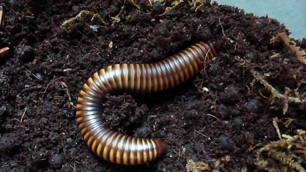 millipedes eat flies scorpions millipede plants dead harmless burrowing facts feed lot insects cameroon gold howtodoright herbivores kinds avoid bright