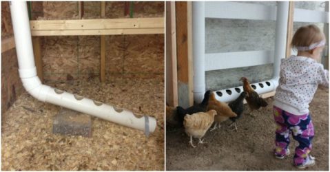 feeder chicken pvc diy waterer much instructions further let before