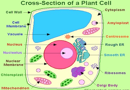 Cell Biology – How to Pass the GED