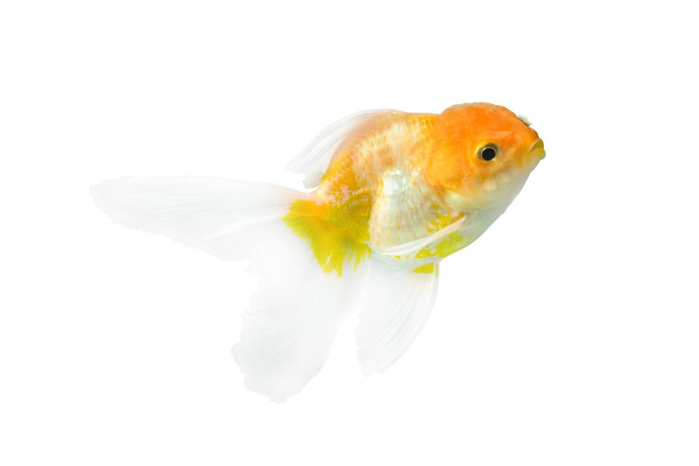 Introducing New Koi To Your Pond Hydrosphere The Koi Pond Experts Koi Pond Ponds Backyard 