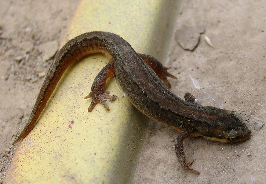 Bestimmungshilfe Molche Nabu