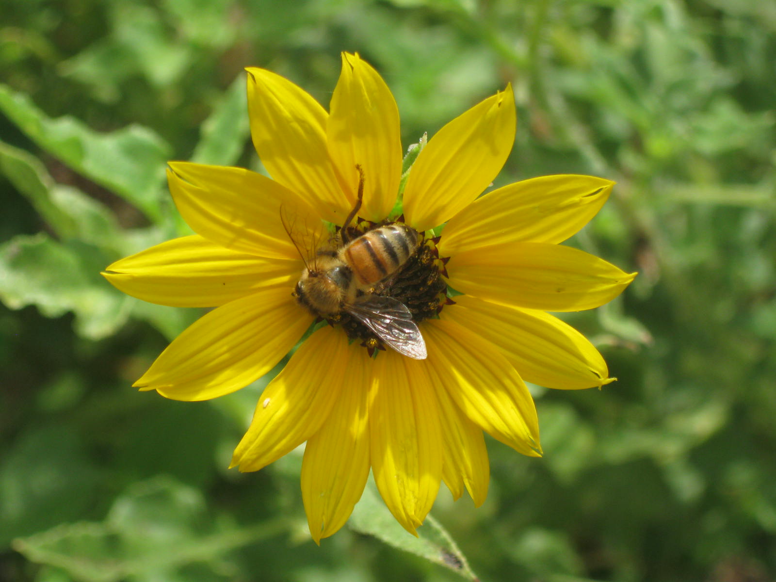 Photo by H.S. Cooper © Busy Bee