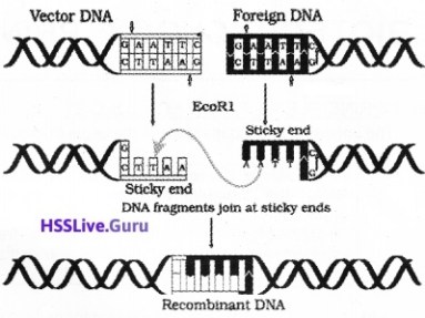 Plus Two Botany Notes Chapter 4 Biotechnology Principles and Processes 1