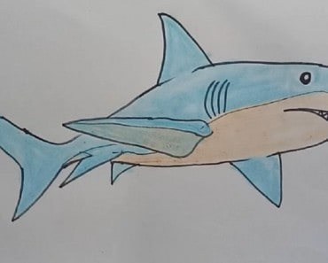 picture Bull Shark Drawing Step By Step how to draw bull shark archives how