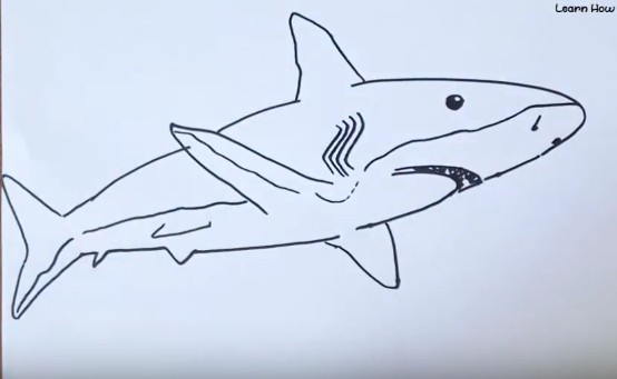 picture Bull Shark Drawing Step By Step how to draw a bull shark easy step by