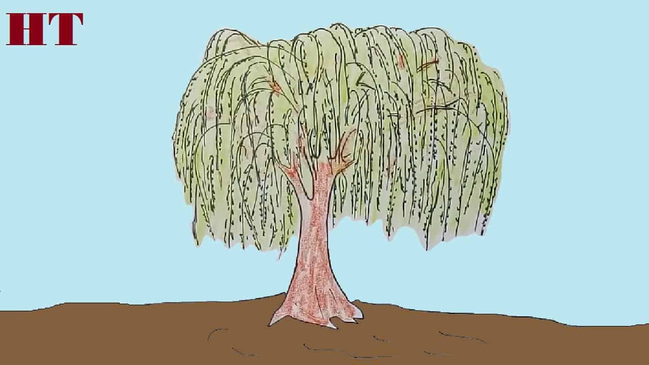 Weeping Willow Tree Drawing Clipart Drawing Tree Illustration Transparent Clip Art