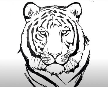 picture Tiger Face Drawing how to draw step by step