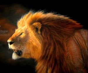 I hope you're excited about today's lesson, i know i am. How To Draw A Realistic Lion Step By Step