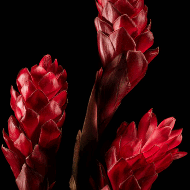 Pink Ginger Extract - Essential Oils