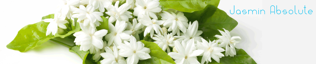 Jasmin Absolute