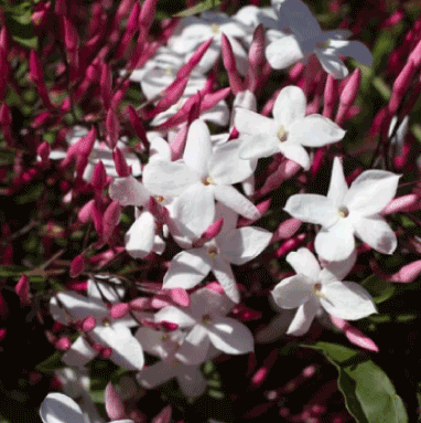 Jasmin Polyanthum Floral Extract - Essential Oils