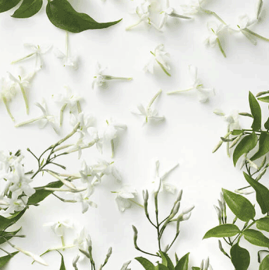 Jasmine Absolute Essential Oils