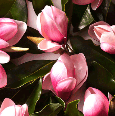 Pink Magnolia Essential Oils