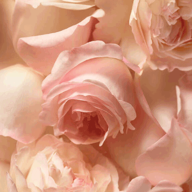 Rosa Damascena Essential Oil