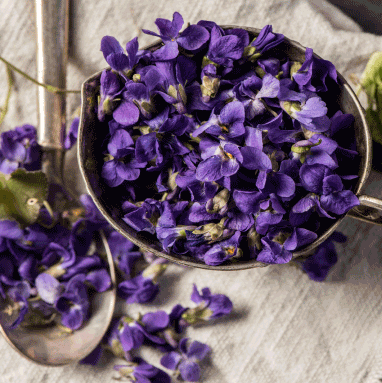 Violet Leaf Absolute