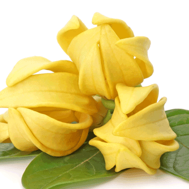 Ylang Ylang Essential Oils