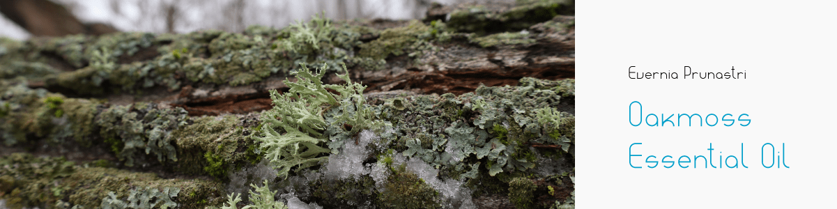 Oakmoss Uses in Fragrances