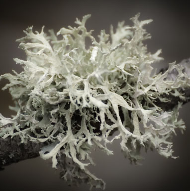 Oakmoss Uses in Fragrances