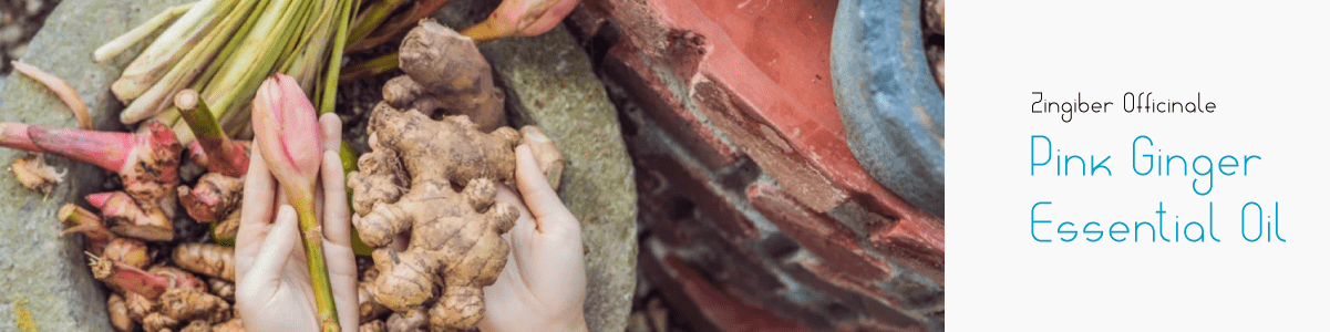 Pink Ginger: Uses in Fragrances