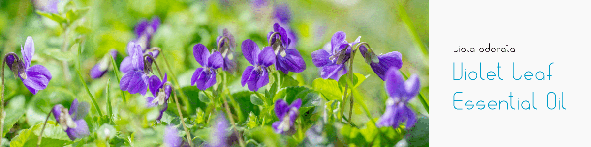 Violet Leaf Absolute Uses in Fragrances