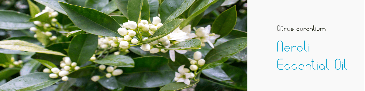 Neroli Uses in Fragrances