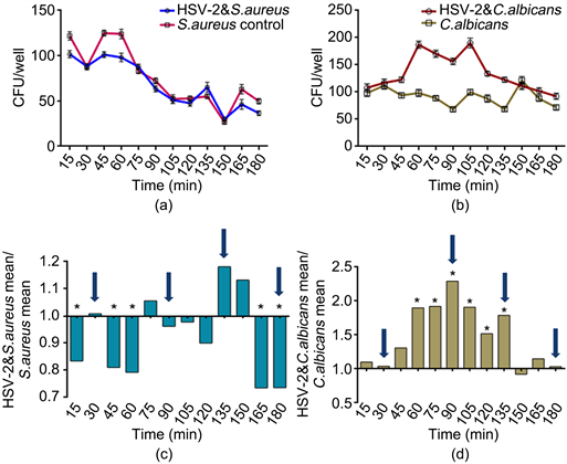 Sesuai namanya, hsv 2 dapat tersebar melalui hubungan seksual tanpa pengaman sehingga terjadi kontak langsung antar kulitnya. Kinetics Of Candida Albicans And Staphylococcus Aureus Biofilm Initiation On Herpes Simplex Virus Hsv 1 And Hsv 2 Infected Cells