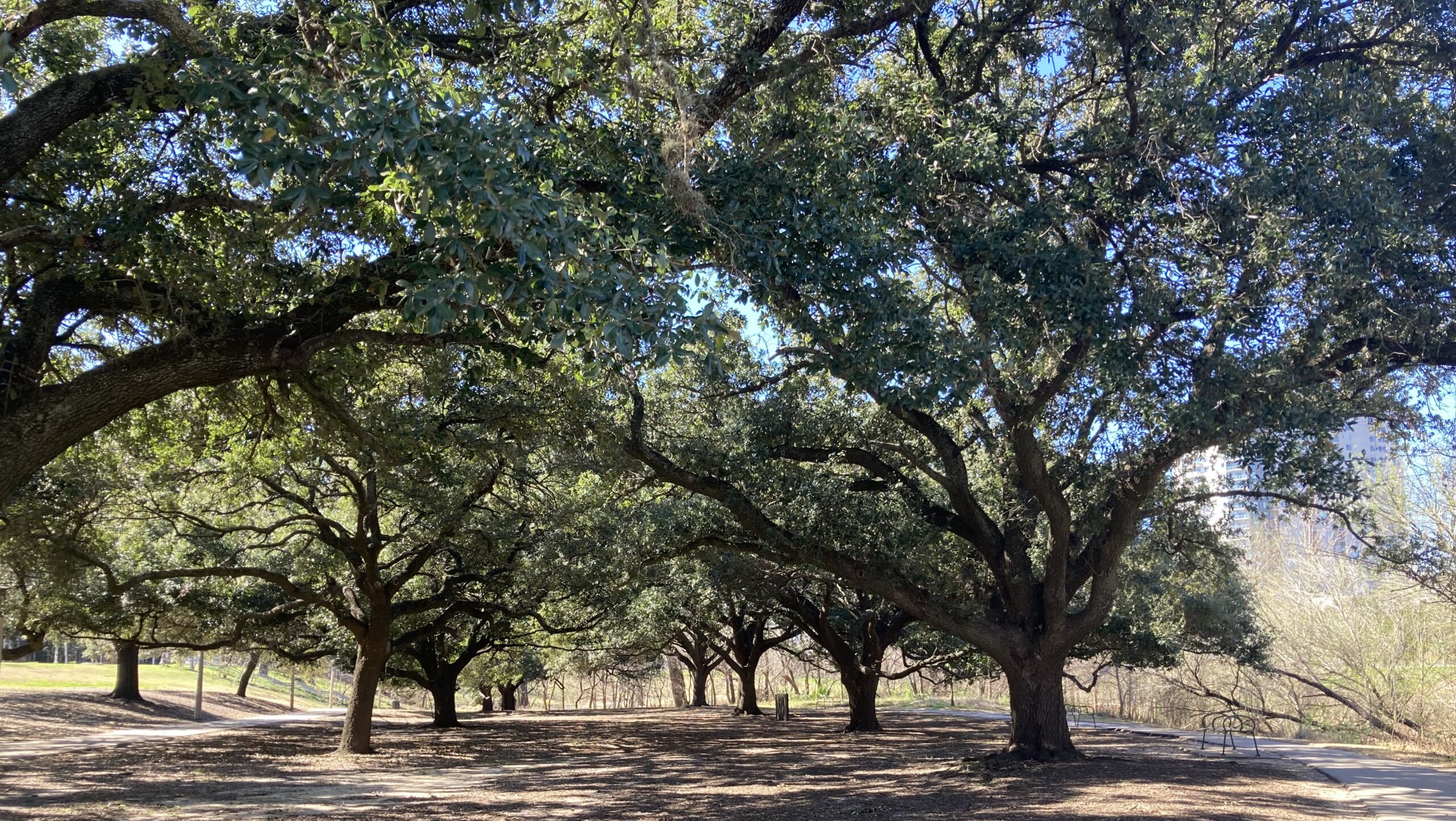 Live Oak trees in park | htownnative (Train)