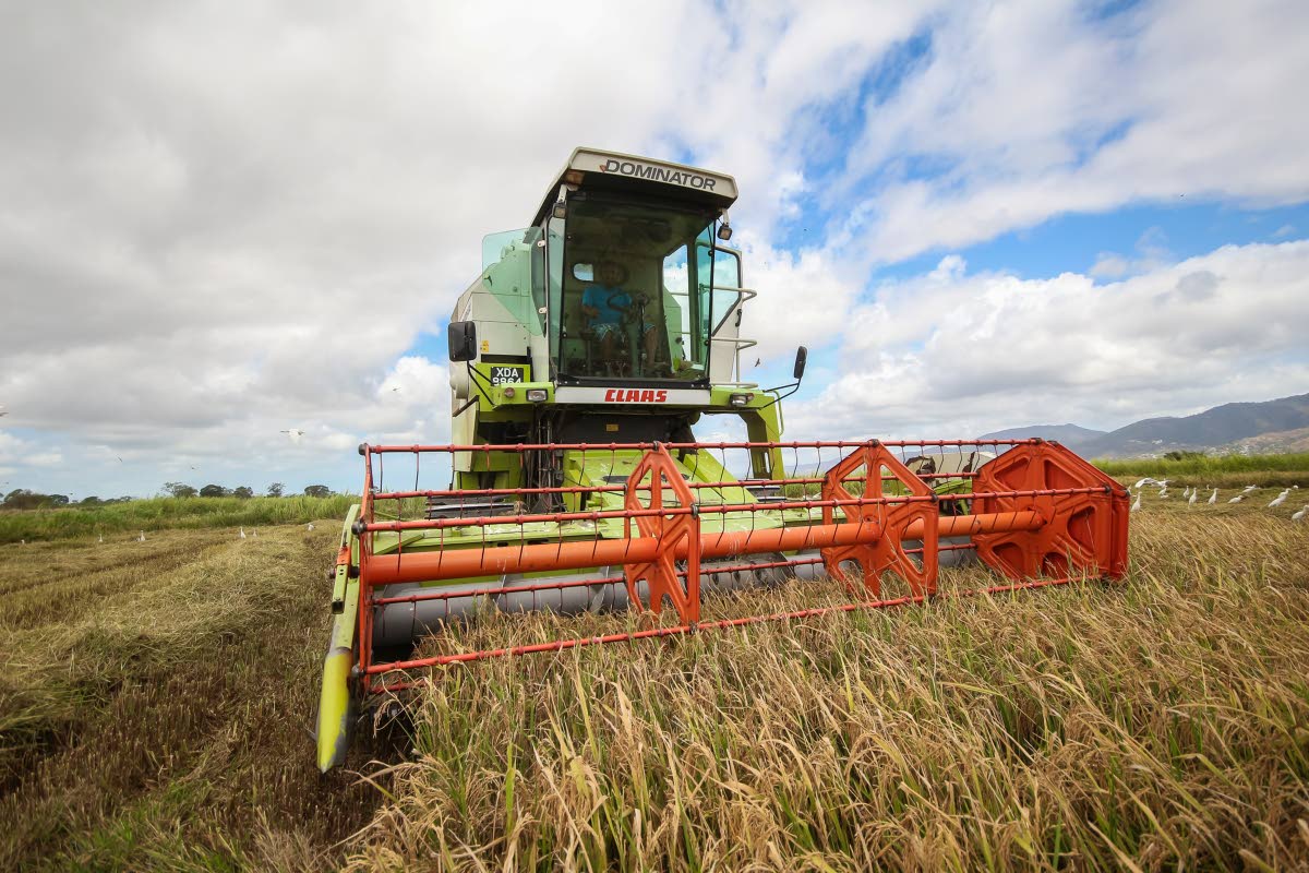 BETWEEN GAWAL R1 AND FARO 44 HIGH YIELD RICE SEED VARIETY HTS Farms