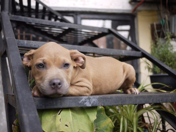 Preciosos Disfraces Para Perros De Raza Pitbull Mercado Libre Mexico