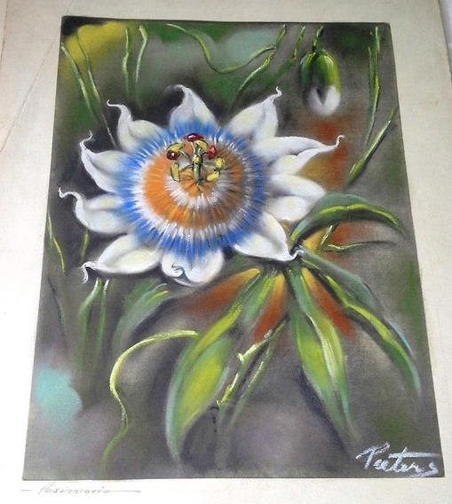 D Dolity 10 Paquetes Narciso Flores Reales Secas Diy Dibujo Marco