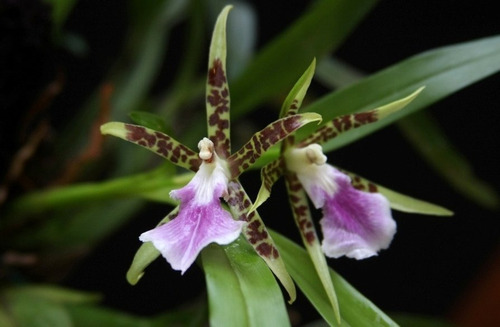 Orquidea Aspasia Lunata Mercado Livre