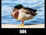 504 Gateway Timeout Http Status Code And Dogs