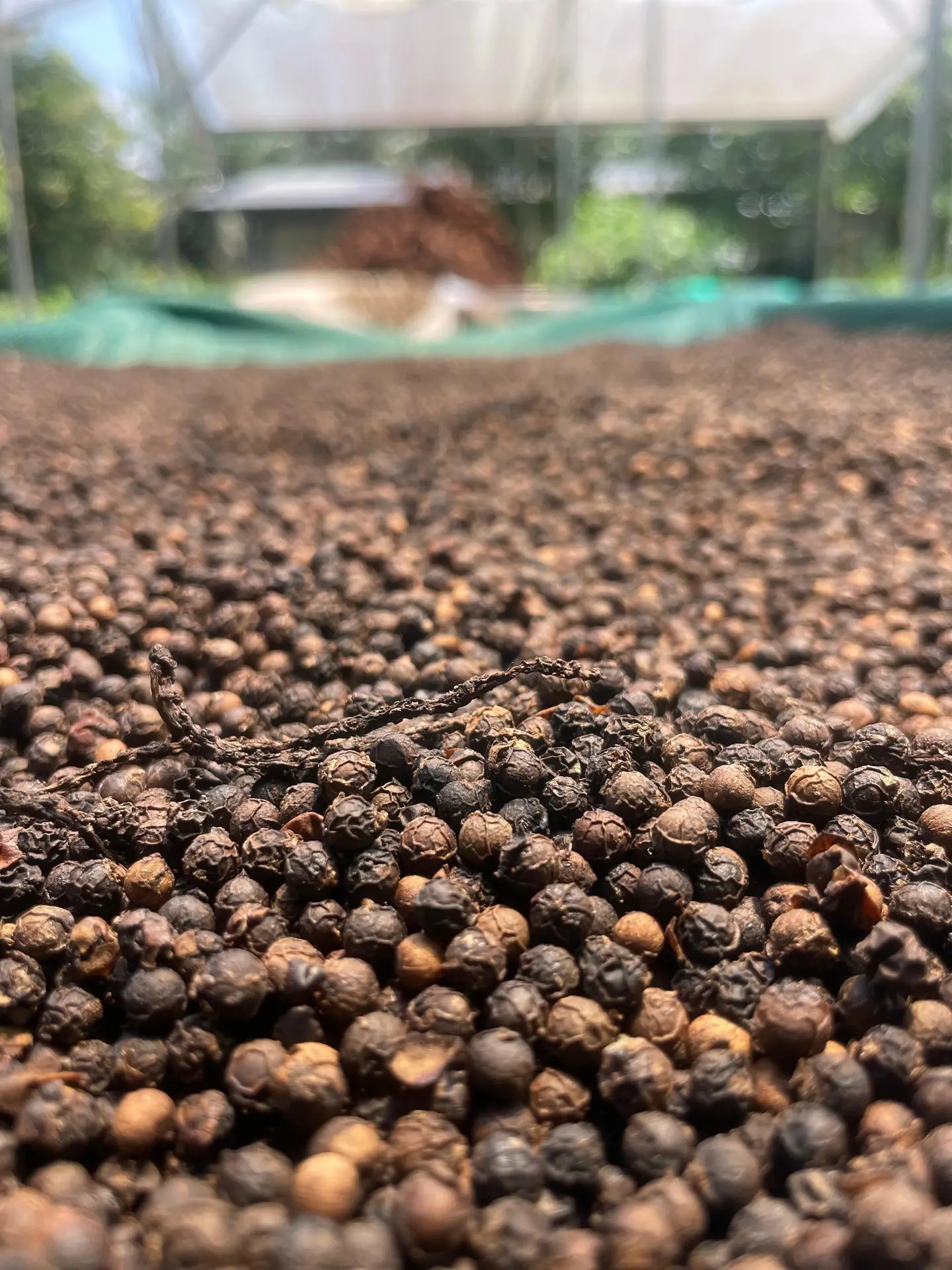 Finca El Rocío Quepos, best Coffee, Chocolate & Spice Farm Tour