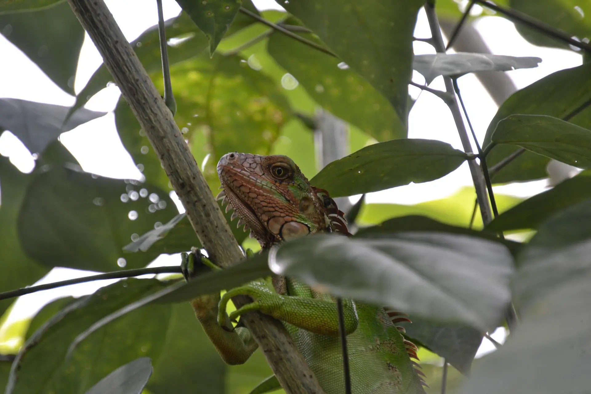 Finca El Rocío Quepos, best Coffee, Chocolate & Spice Farm Tour
