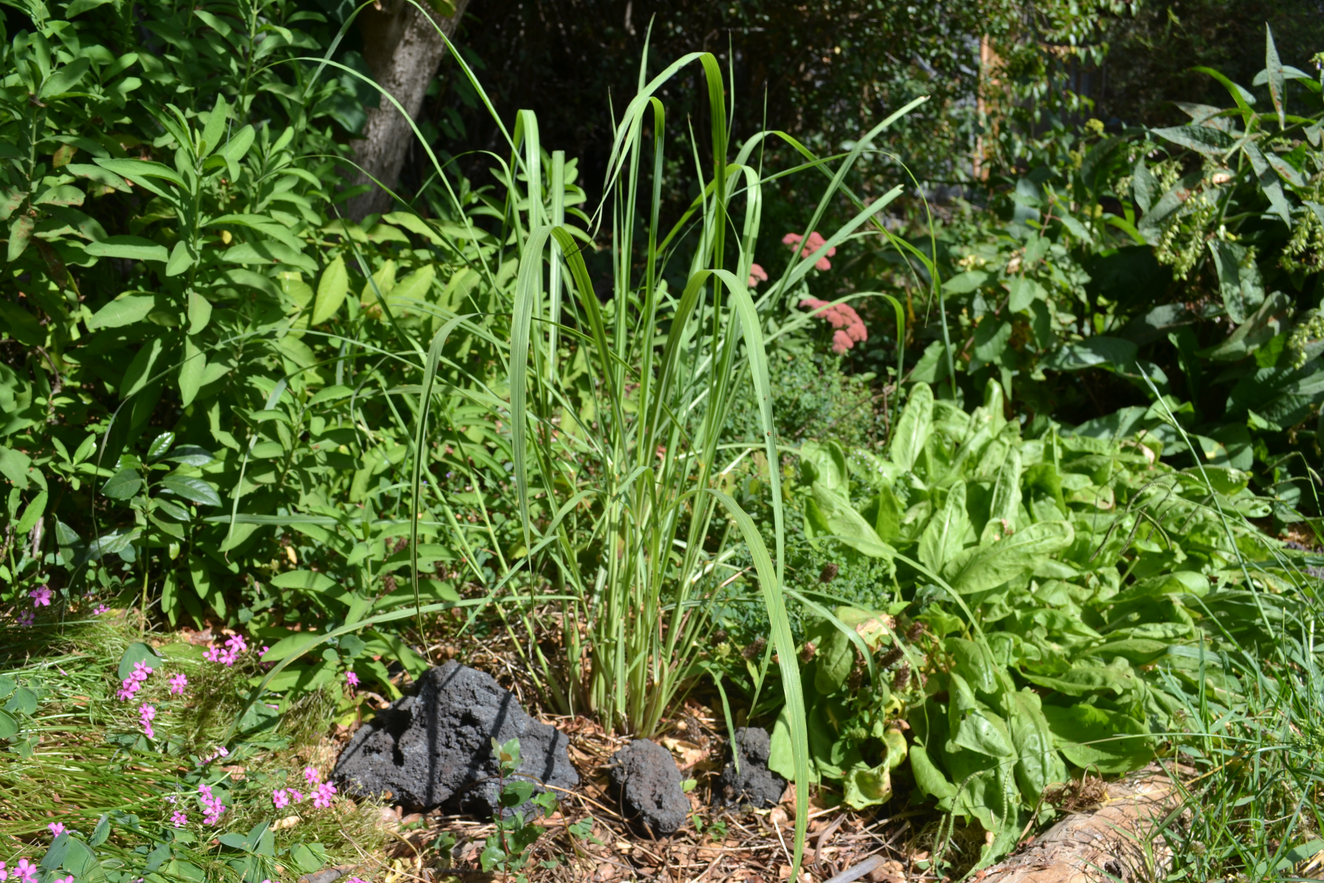Hierba Luisa y vinagrillo