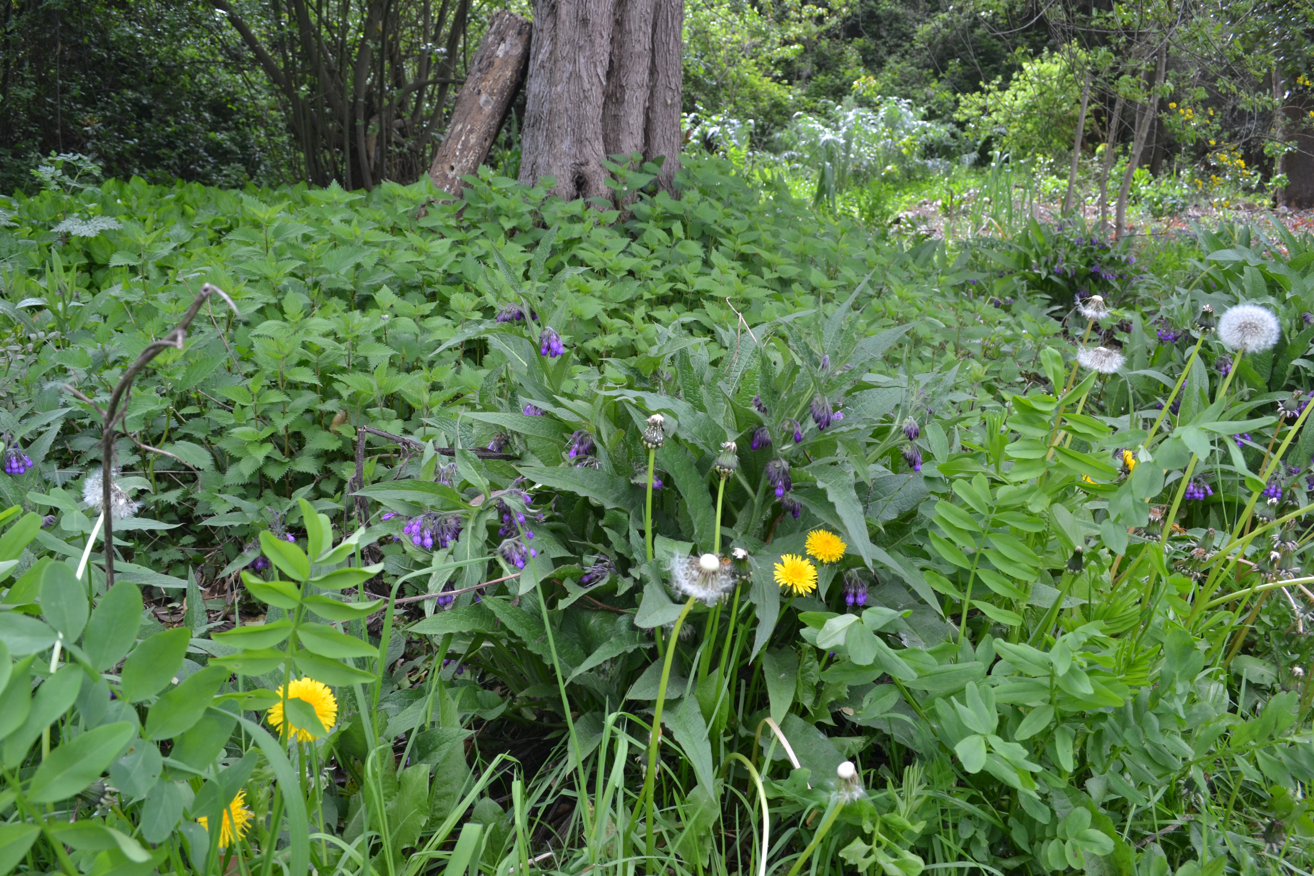 Consuelda y ortiga mayor