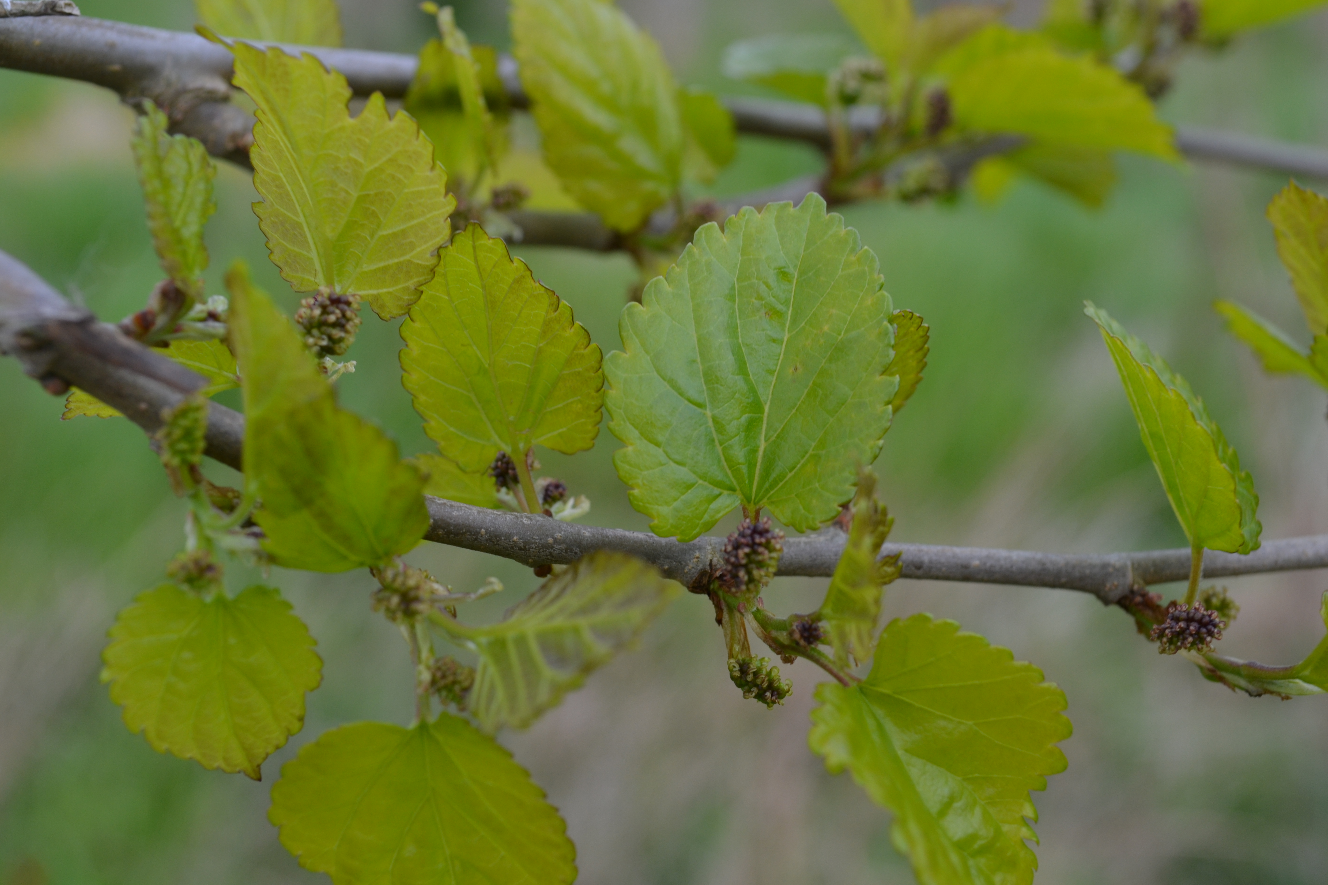 Hojas y frutos jóvenes de morera
