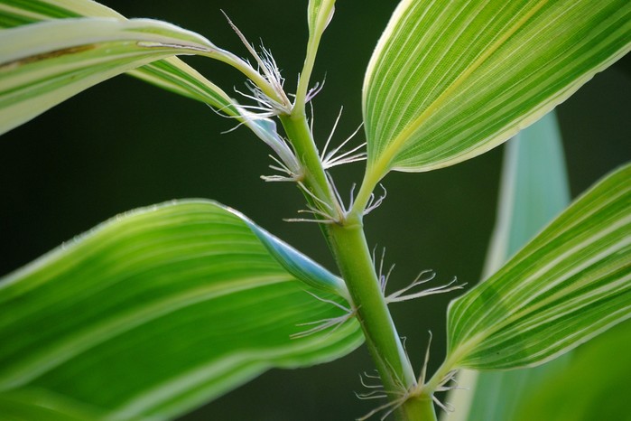 Hibanobambusa tranquillans 'Shiroshima'