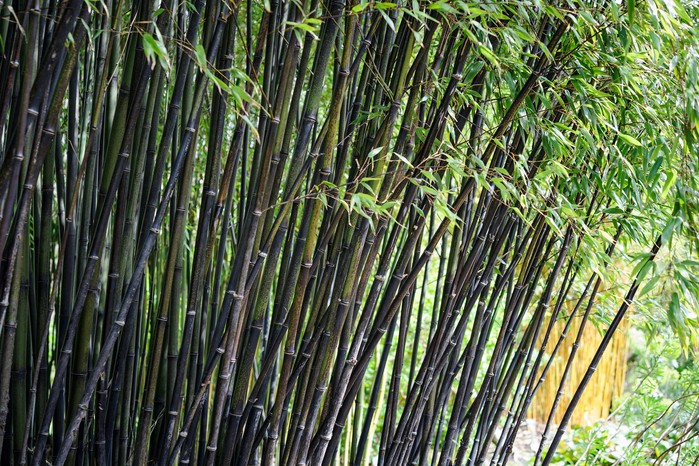 Phyllostachys negra