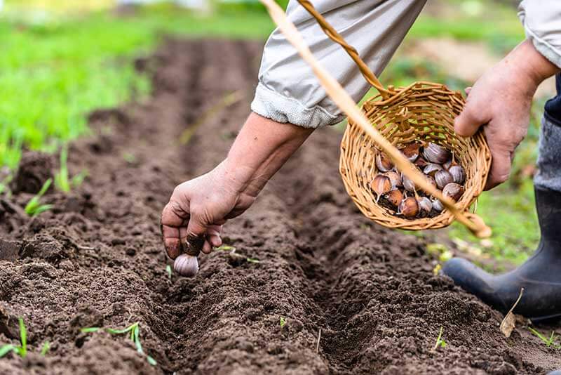 Cómo plantar, cultivar y cosechar ajo