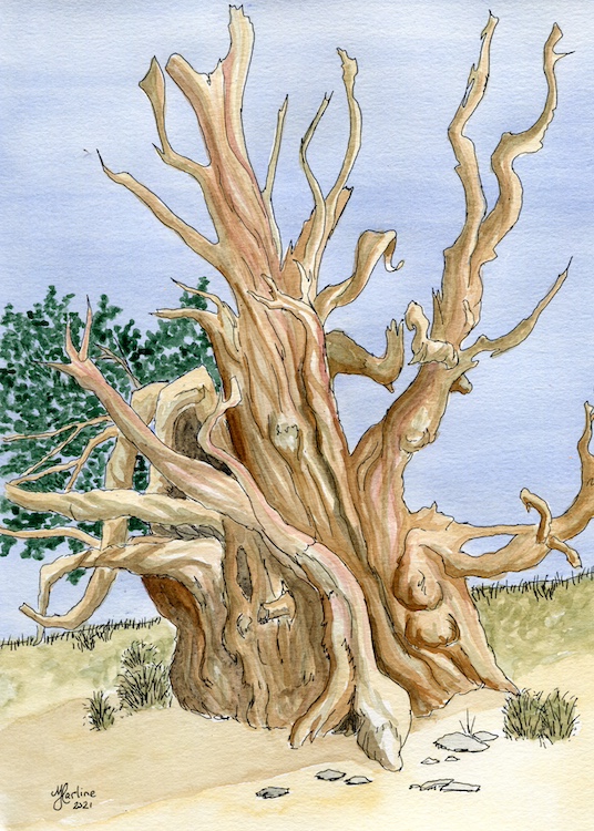 Ancient Grandfather Bristlecone Pine