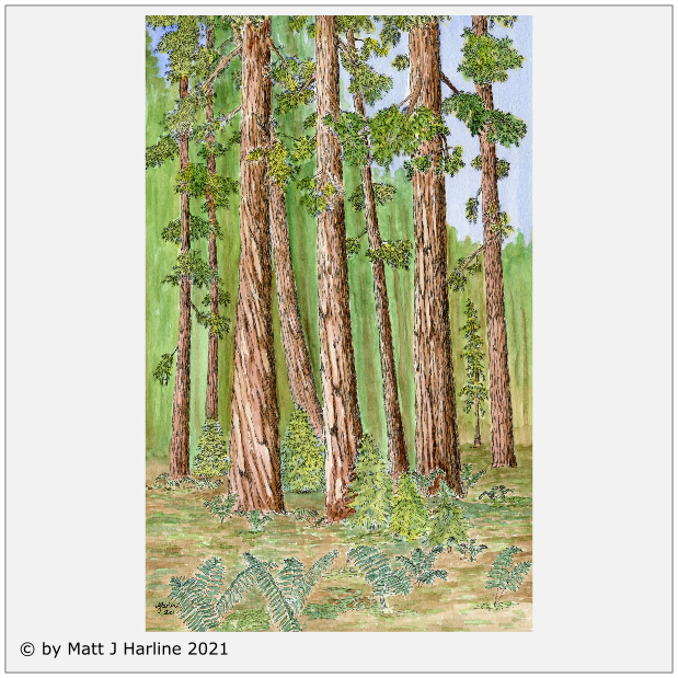 Ink_watercolor_MuirWoods_Cathedral_Grove